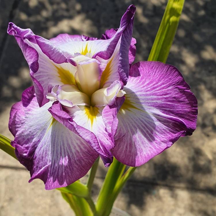 Plant image Iris Ensata 'Dinner Plate Jel-o'