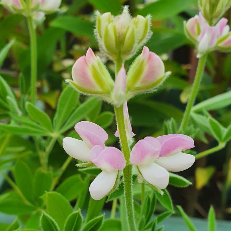 Plant image Lupinus elegans 'Pink Fairy'