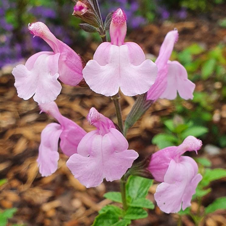 plant image 1498978