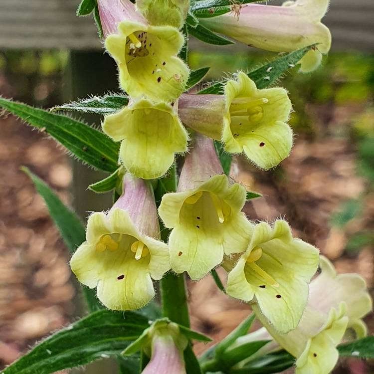 Plant image Digitalis lutea