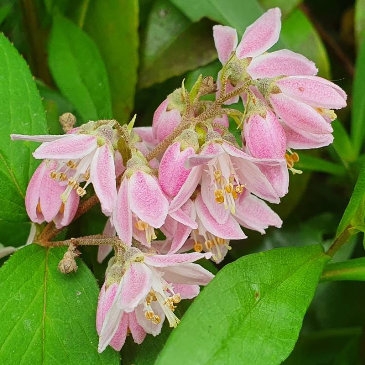 Plant image Deutzia x hybrida 'Magicien'
