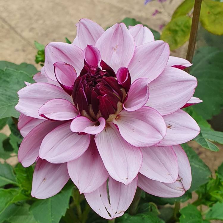 plant image 1505511