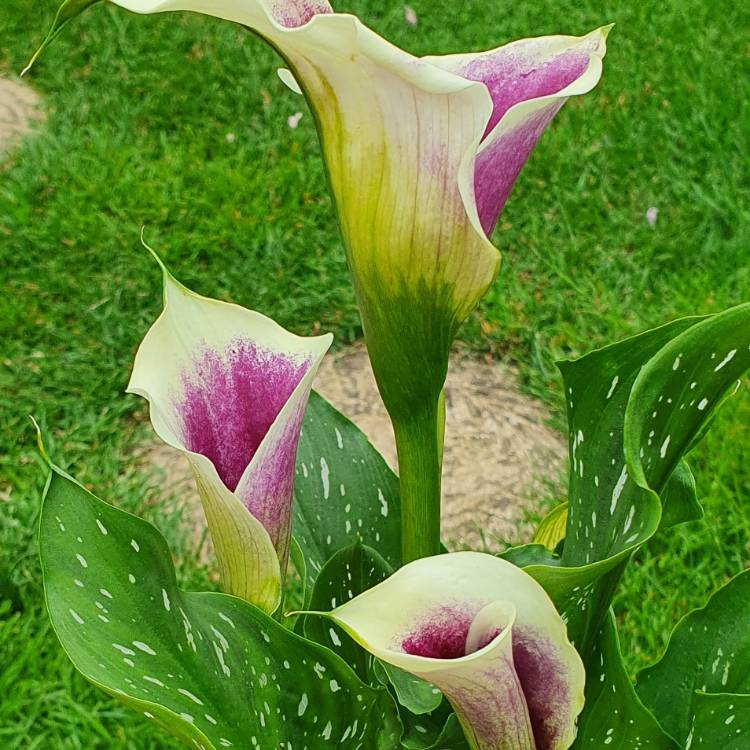 plant image 1505571