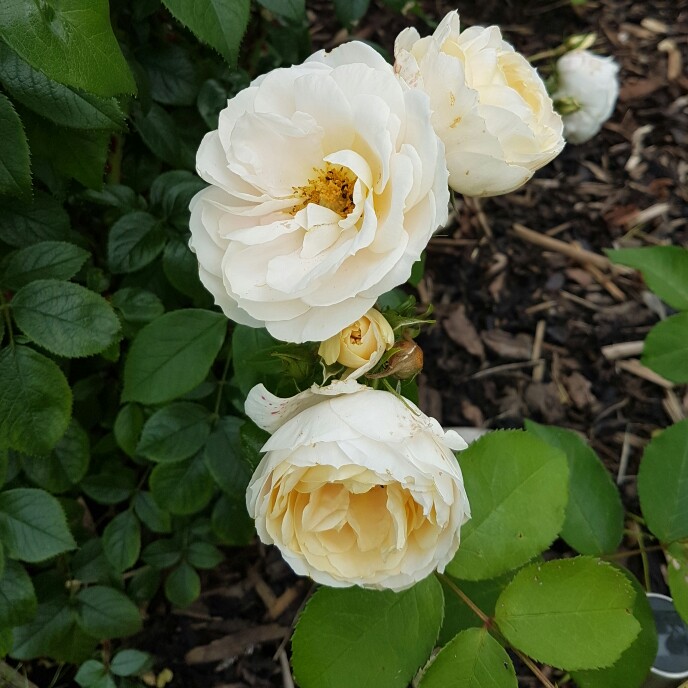 plant image 150623 plant image 150623