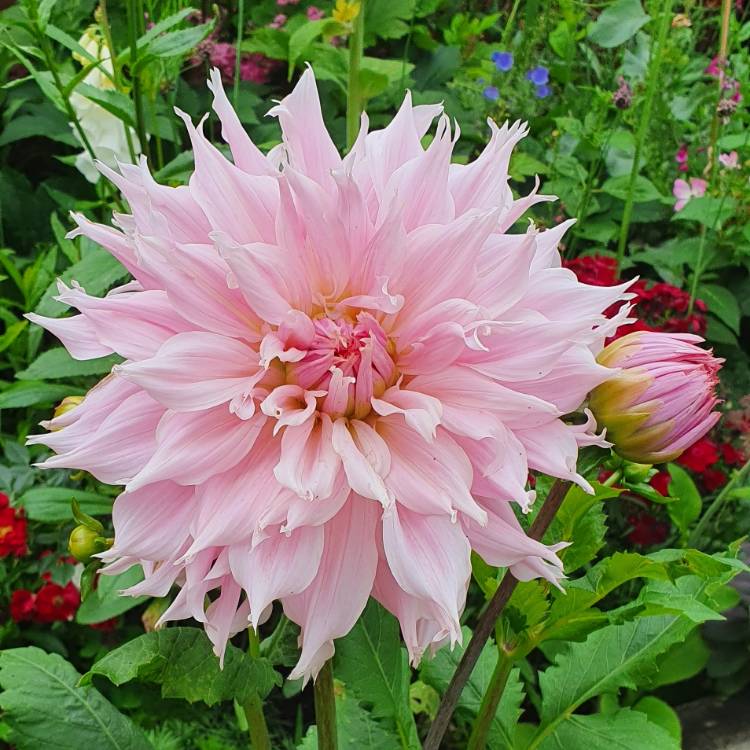 plant image 1506715