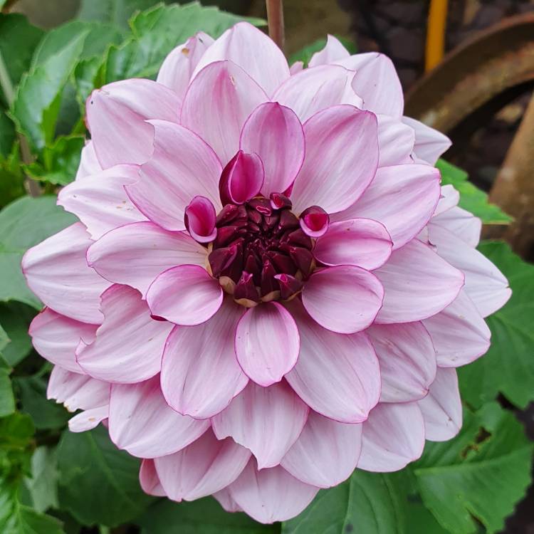 plant image 1506716