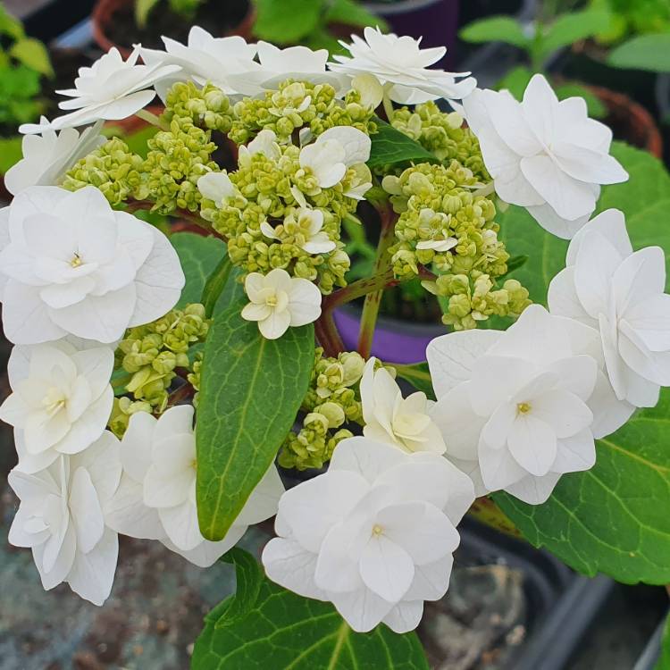 plant image 1507749