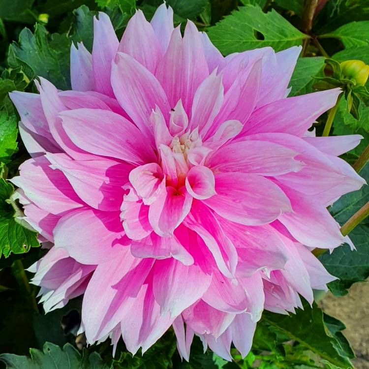 plant image 1509167