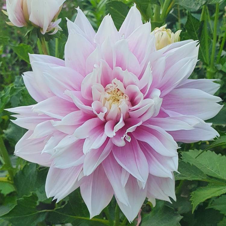 plant image 1512259