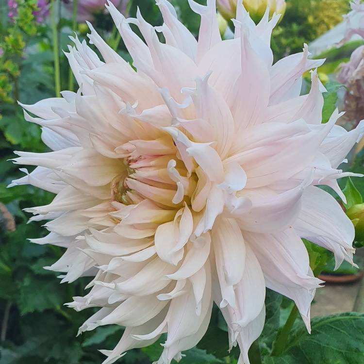 plant image 1512261