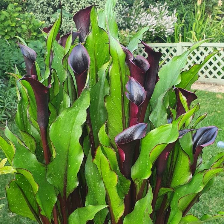 plant image 1512262 plant image 1512262