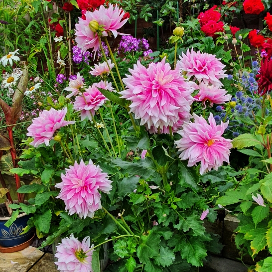 plant image 1516897