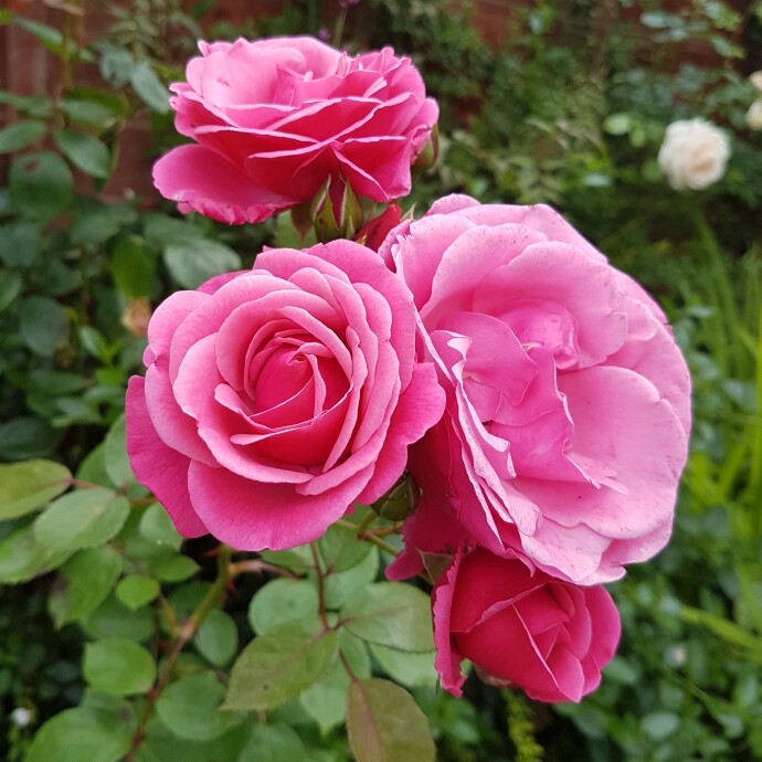 Plant image Rosa 'Pink Perpetue'