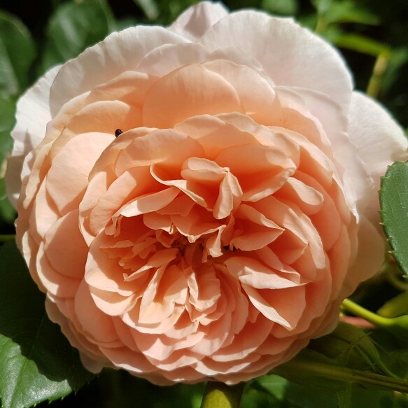 plant image 152017 plant image 152017