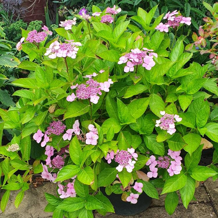 plant image 1523527