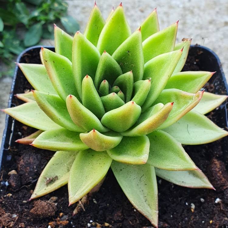 Plant image Echeveria Agavoides Miranda