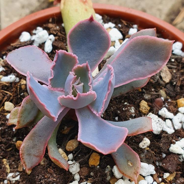 Plant image Echeveria Shaviana Pink Frills