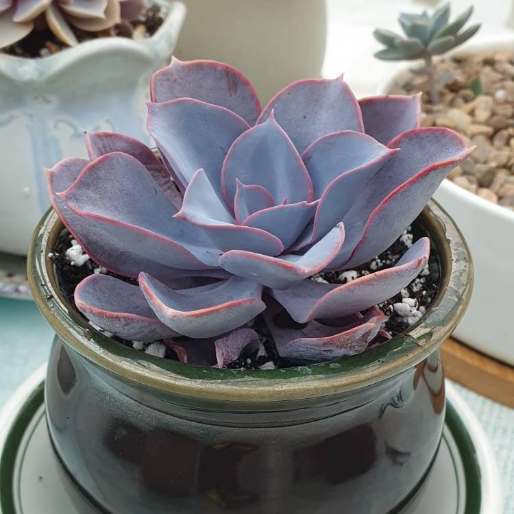 plant image 1539794 plant image 1539794