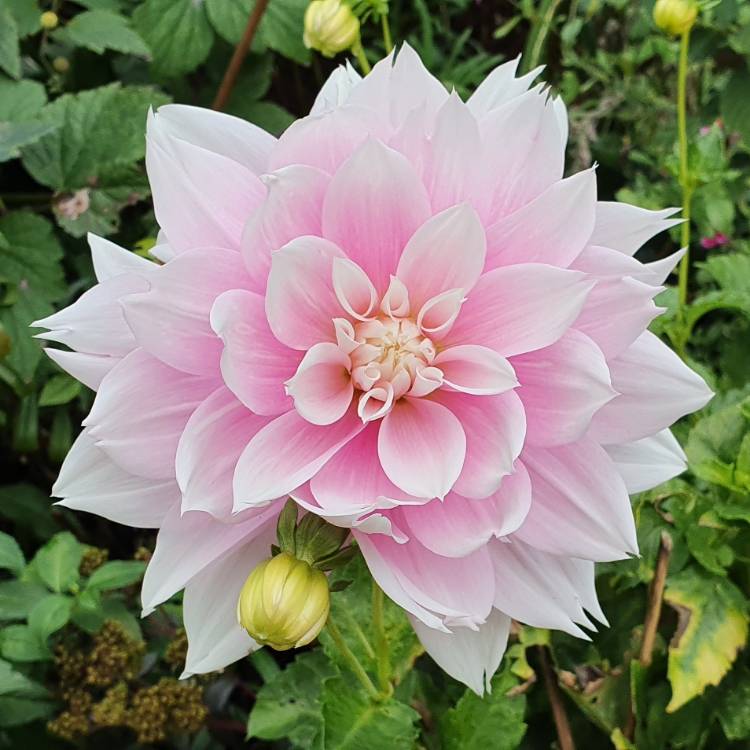 plant image 1540258