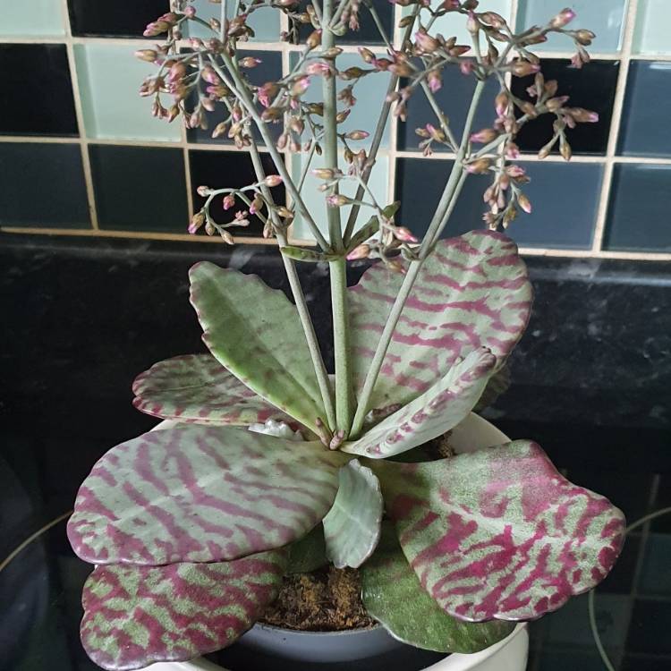 Plant image Kalanchoe Humilis