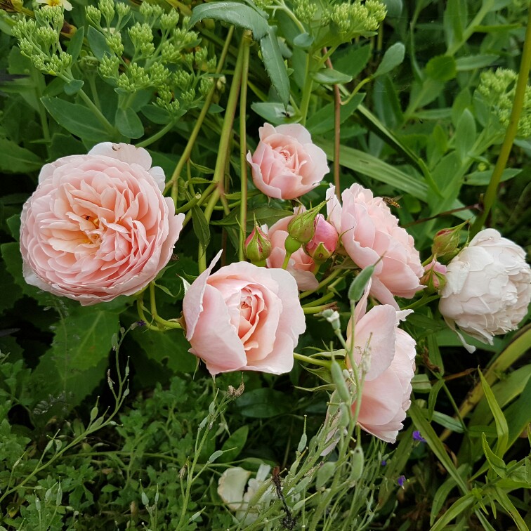 plant image 155849 plant image 155849