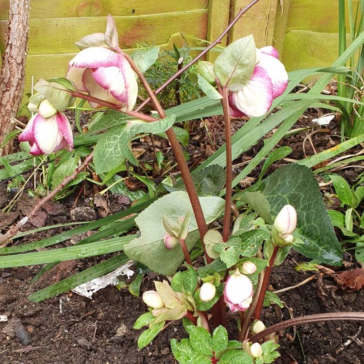 Plant image Helleborus 'Coseh 5400' (HGC Ice 'N' Roses Series) syn. Helleborus 'HGC Ice 'N' Roses Rosado'