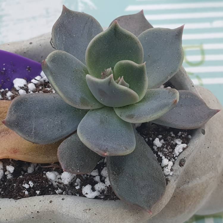 Plant image Echeveria marrom