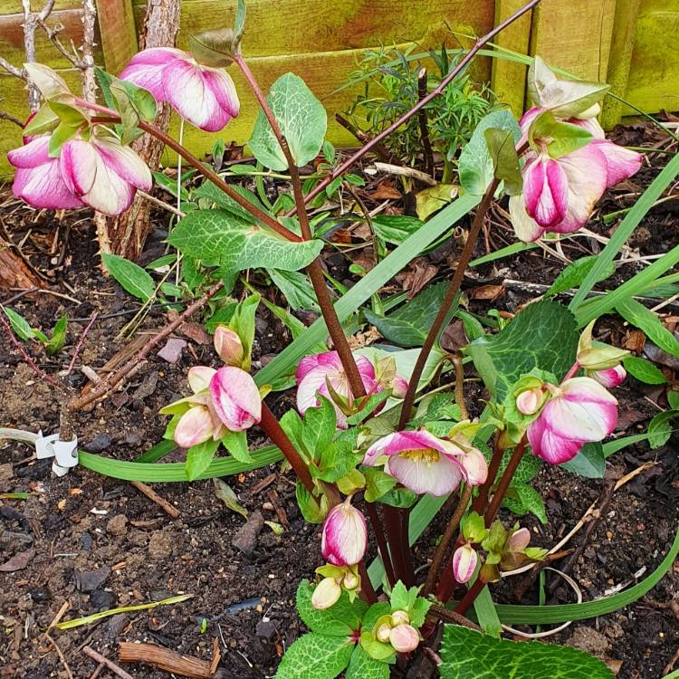 plant image 1561802