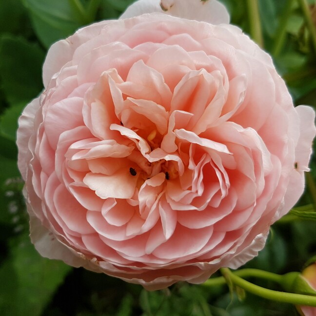 plant image 156402 plant image 156402