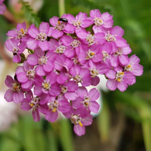 plant image 156413 plant image 156413