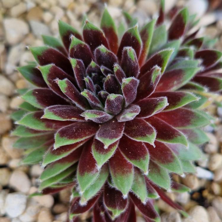 Plant image Sempervivum Arachnoideum Stansfieldii