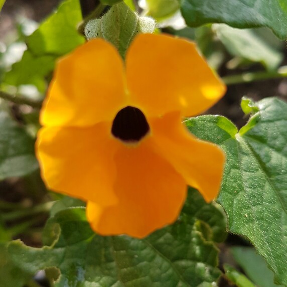 plant image 157687 plant image 157687