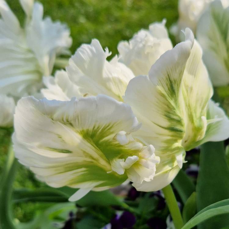 plant image 1578041