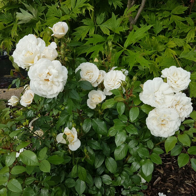 plant image 157838 plant image 157838