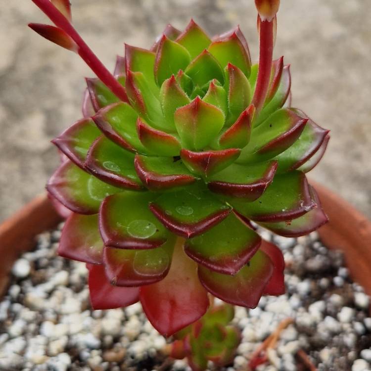 plant image 1581009 plant image 1581009