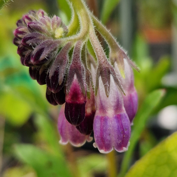 plant image 1584470