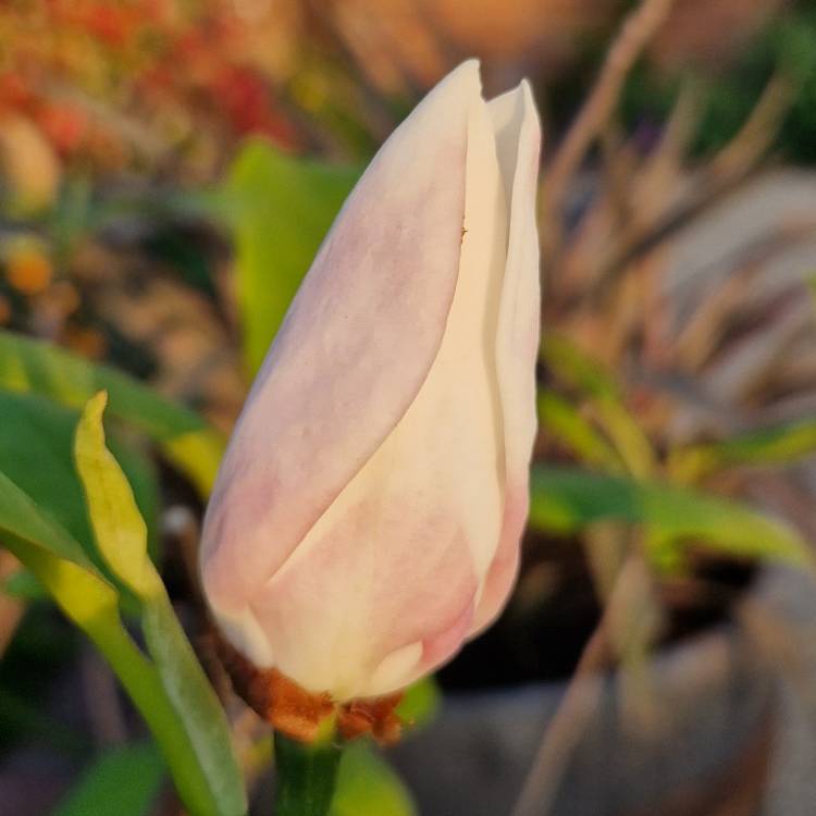 plant image 1584492