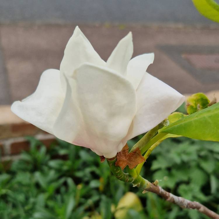 plant image 1585230