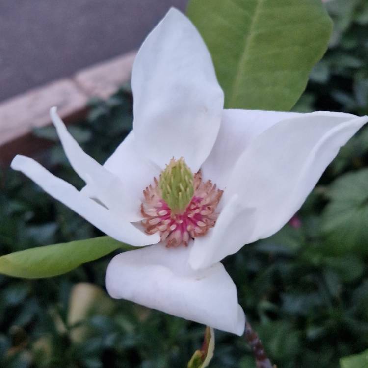 plant image 1585285