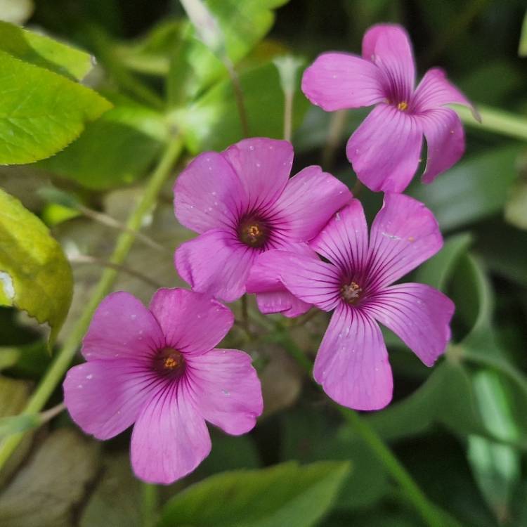 plant image 1589473 plant image 1589473