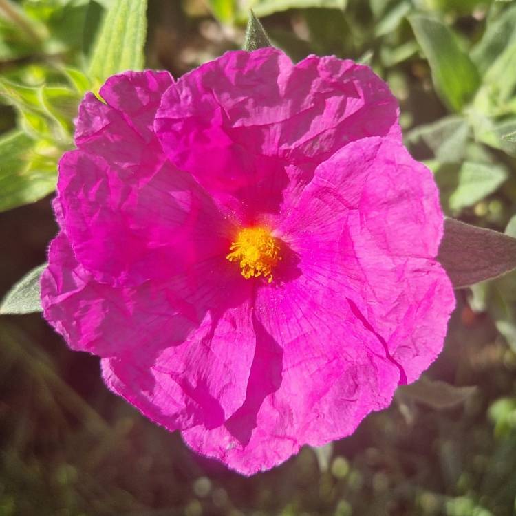 plant image 1589477