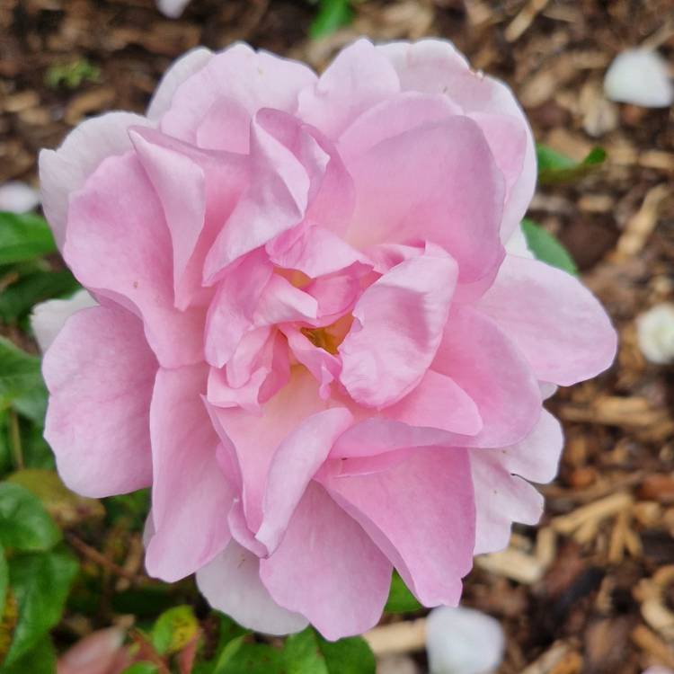plant image 1593071