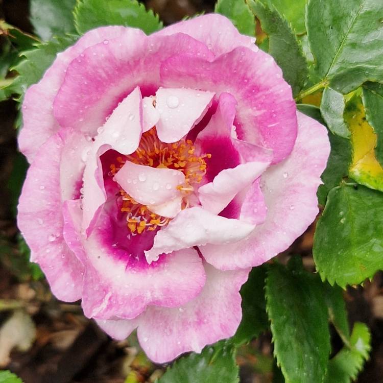 plant image 1594947