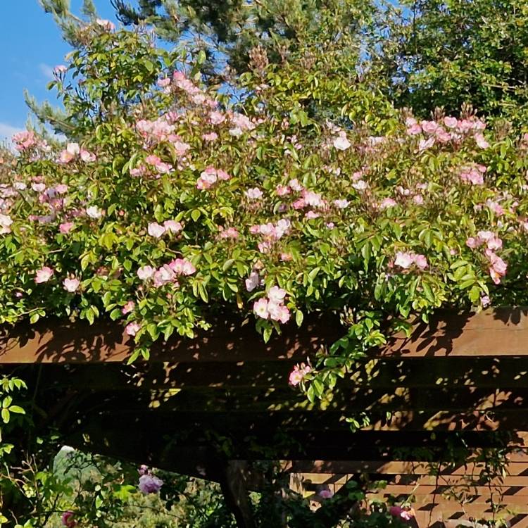 plant image 1595694