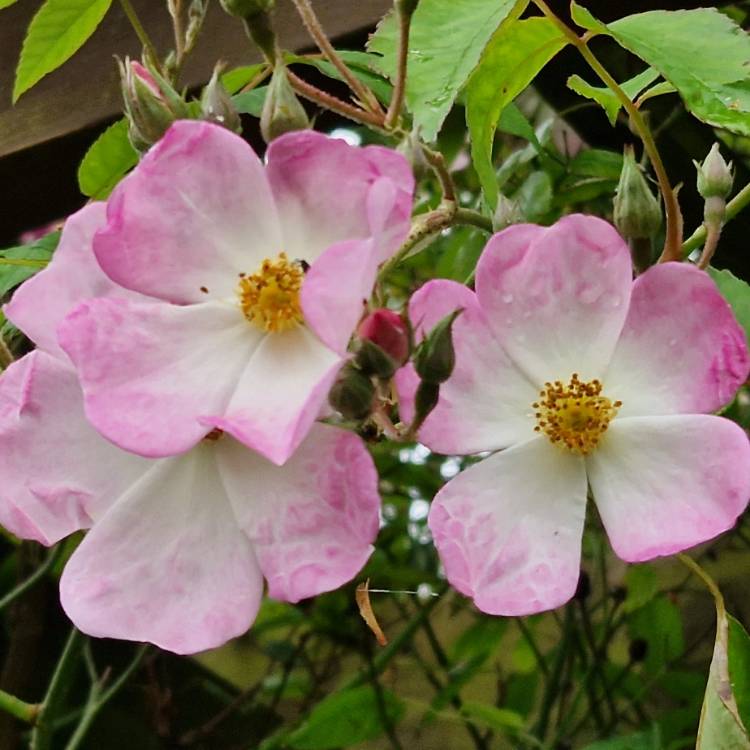 plant image 1598053