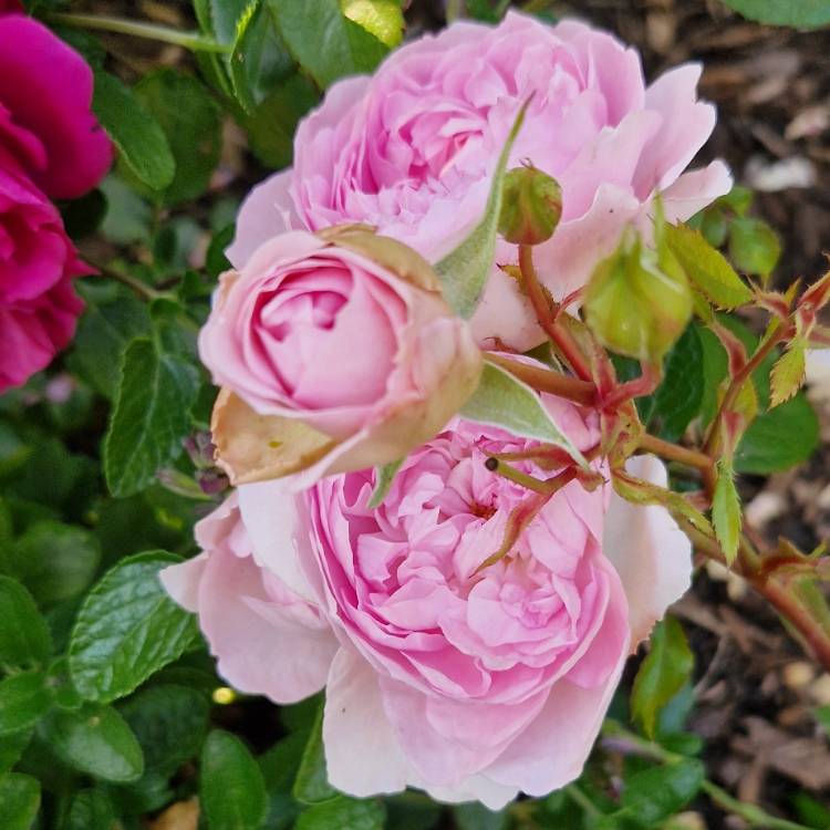 plant image 1600367