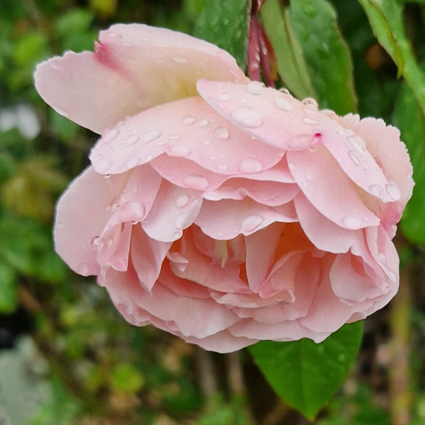 plant image 1601317 plant image 1601317