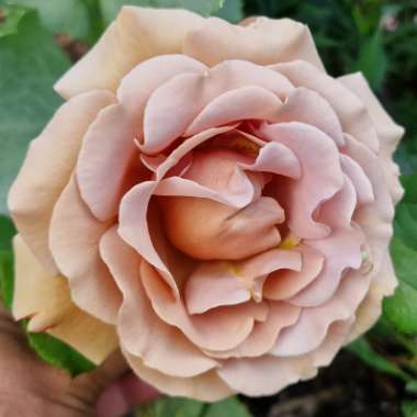 Rosa 'Koko Loko™'