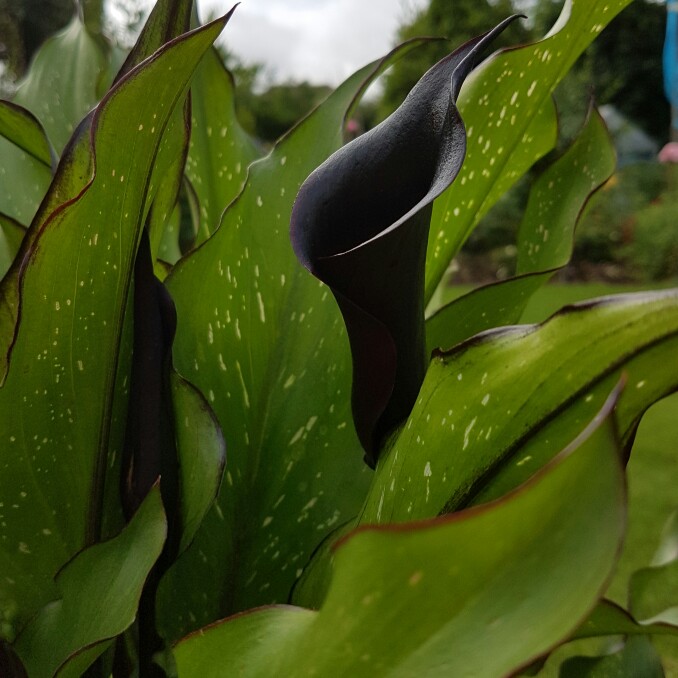plant image 160589 plant image 160589