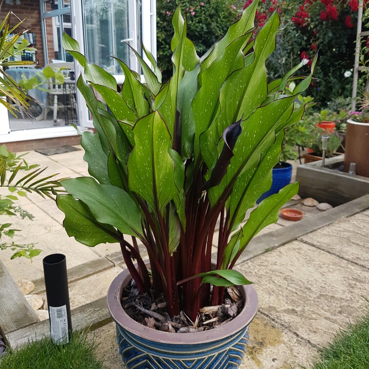plant image 160591 plant image 160591